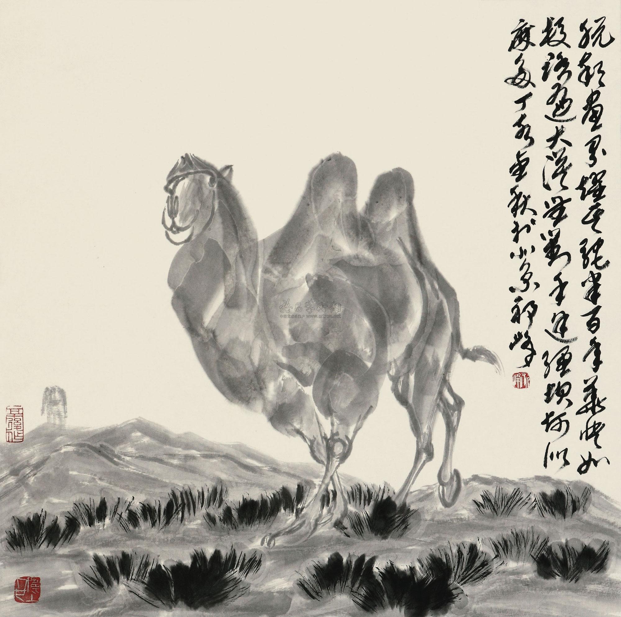 Single Camel