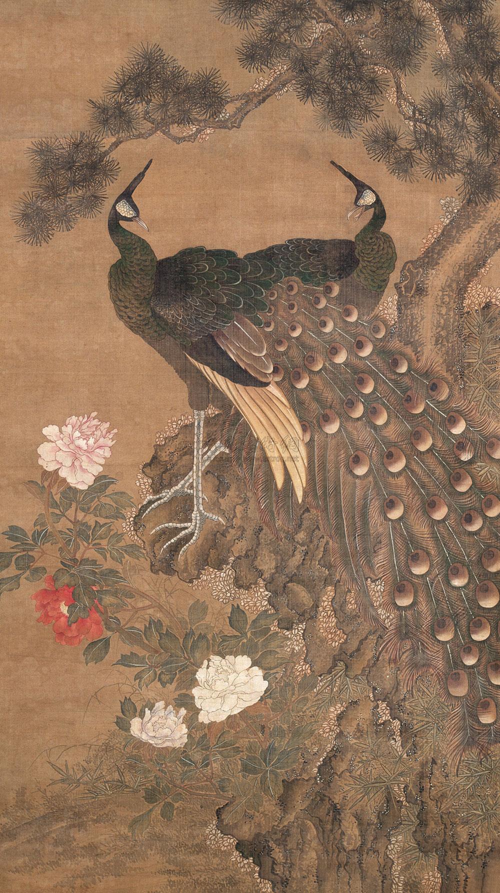 Peacock