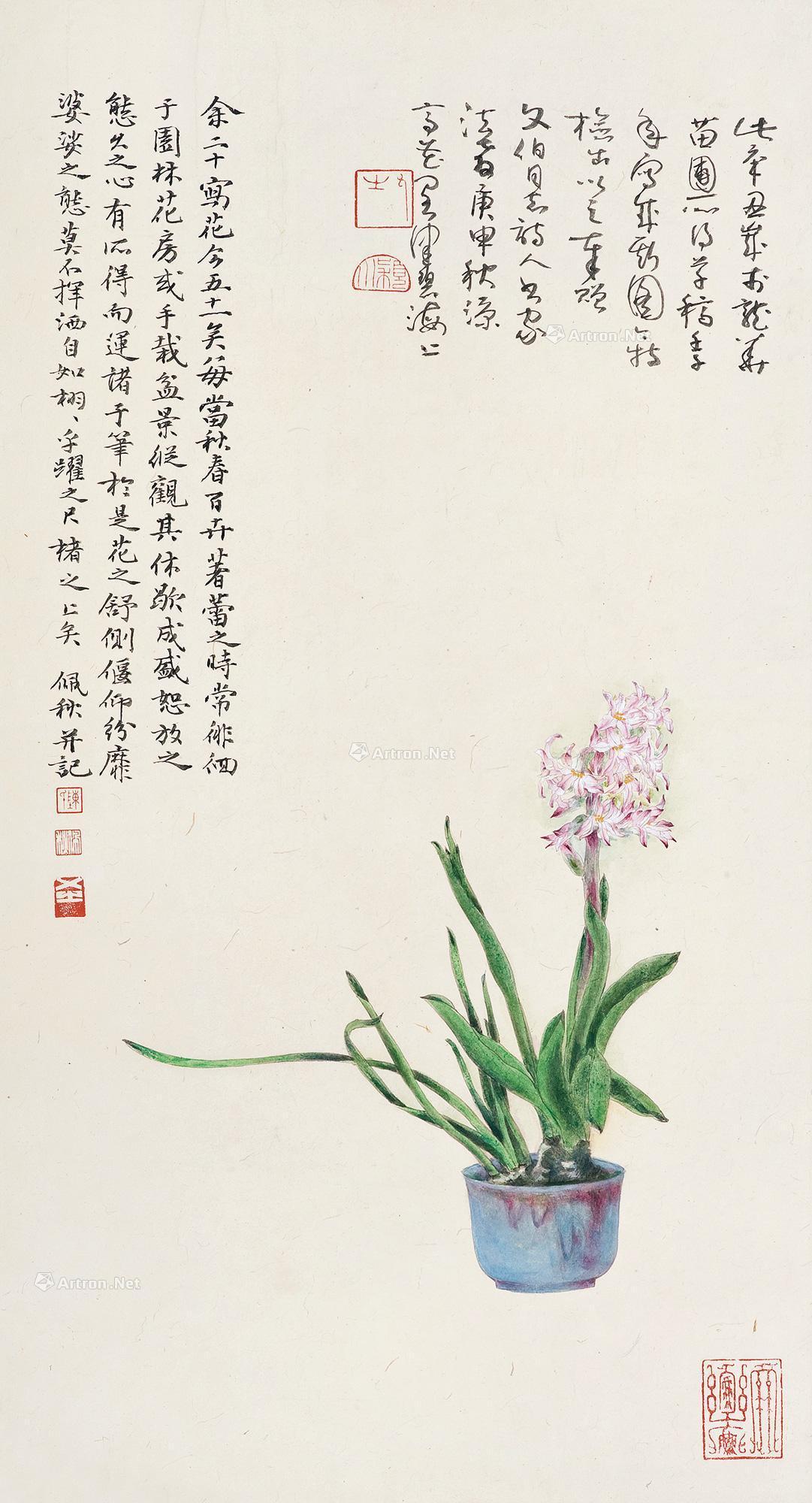 风信子