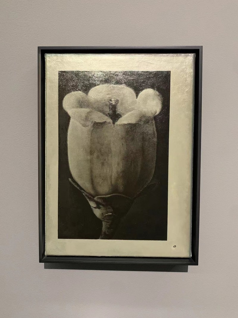 Book Painting No.23 (Karl Blossfeldt. Wunder in der Natur, H. Schmidt and C. Günther, Leipzig, 1942, Page 49),布面丙烯 Acrylic on Canvas,32.4 OboqRinnTRheAfdwC5UnUIO3r2vESVlmd2qb7nnh.jpeg