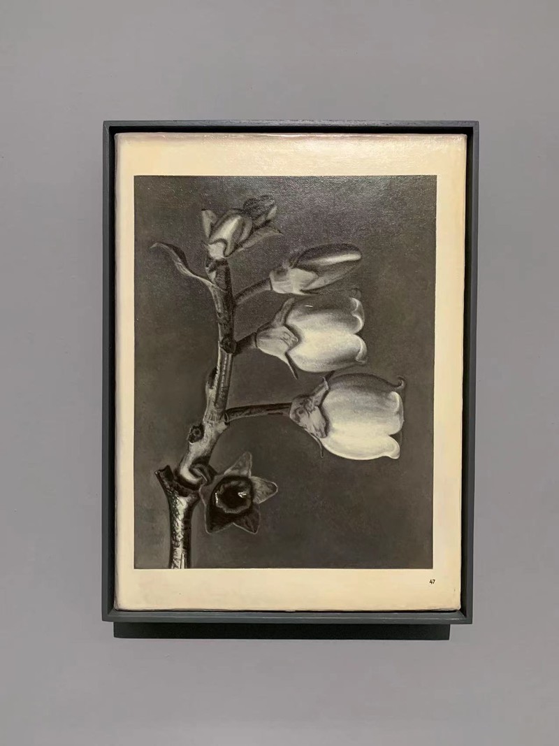 Book Painting No.29 (Karl Blossfeldt. Wunder in der Natur , H. Schmidt and C. Günther, Leipzig, 1942, Page 47),布面丙烯 Acrylic on Canvas,32.5 × 24 cm,2020 WK1xqxFTDD4XpAMAvbDorkdV6MsRtB4y0hNRPAtu.jpeg