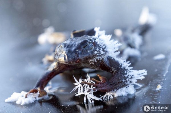 摄影师拍青蛙冰湖上被冻僵画面