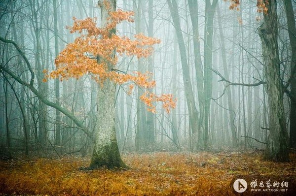 Joy St. Claire摄影：森林之美