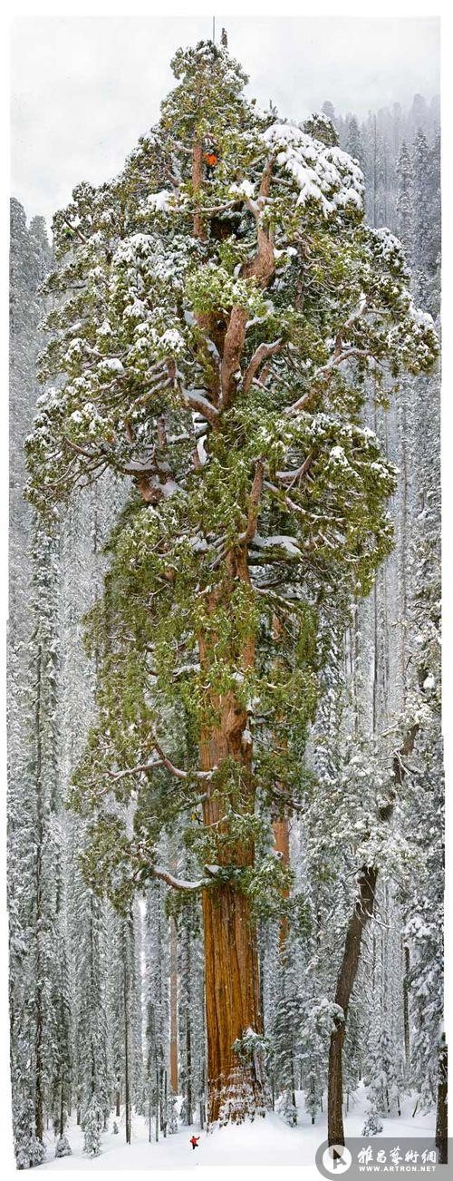怎样拍下世界上最大的树？