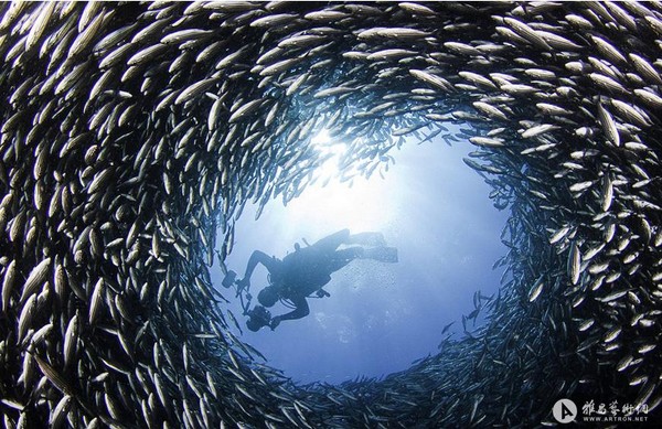 摄影师拍海狮穿行鱼群隧道掠食