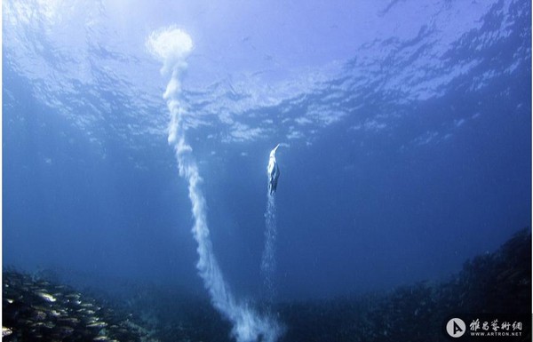 摄影师拍海狮穿行鱼群隧道掠食