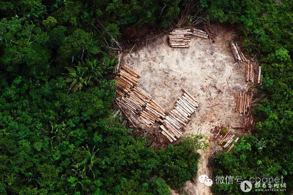 华赛金奖之“亚马逊森林砍伐”