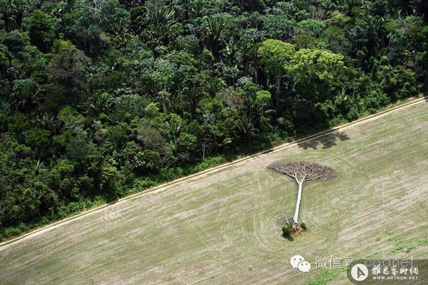 华赛金奖之“亚马逊森林砍伐”