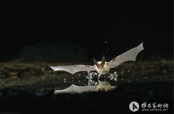 美摄影师抓拍蝙蝠夜间池塘饮水瞬间
