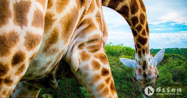 西班牙摄影师拍长颈鹿对镜头卖萌照