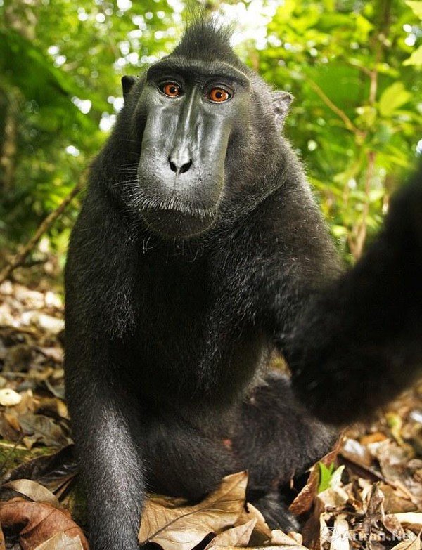 猴子自拍的照片，版权归谁？