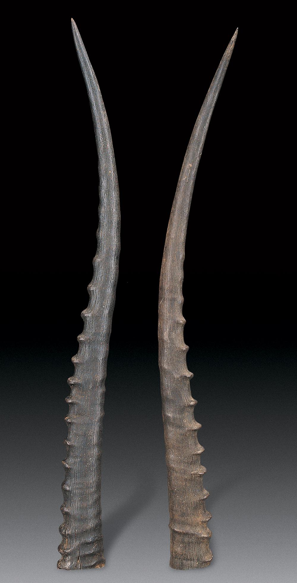 清 羚羊角 (一对)